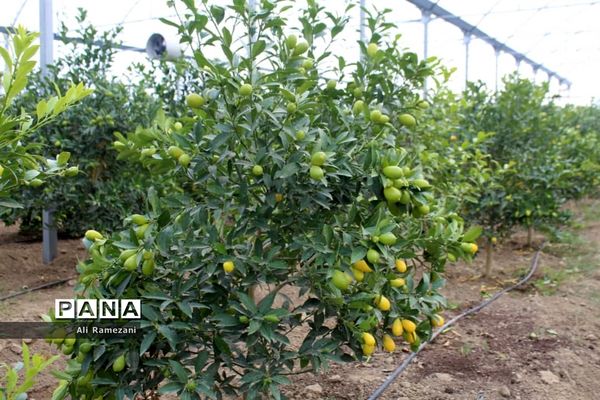 افتتاح چند پروژه‌ جهادکشاورزی در قائم‌شهر