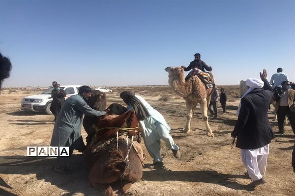 برگزاری مسابقات شترسواری و اسب‌روانی در کوه خواجه