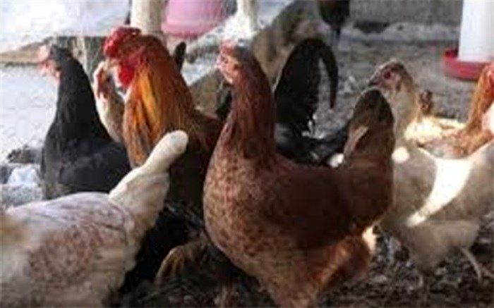 ۳۱۵ هزار قطعه طیور بومی در سیستان و بلوچستان واکسینه شدند