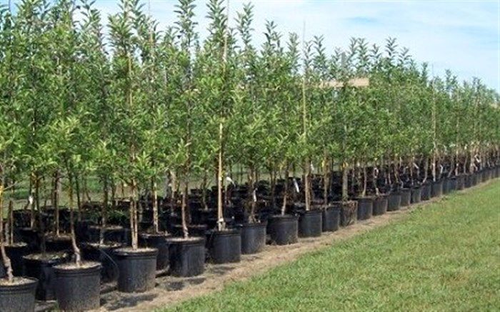 ۵۰۰ هزار اصله نهال در گیلان رایگان توزیع می شود