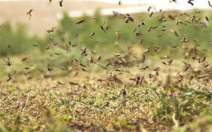 احتمال ورود ملخ صحرایی به کشور در اواخر بهمن‌ماه