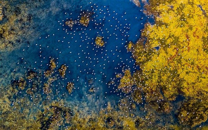 ۳ هزار و ۶۳۸ پرنده در 12 روز در میانکاله تلف شدند