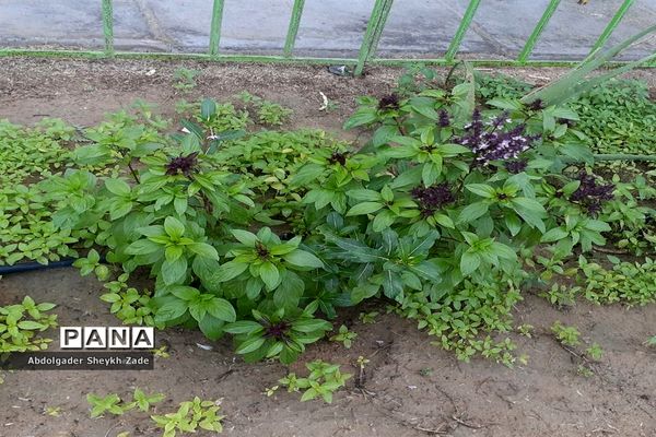 پرورش خلاقیت دانش‌آموزان در کنار پرورش گل و گیاه در چابهار