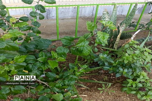 پرورش خلاقیت دانش‌آموزان در کنار پرورش گل و گیاه در چابهار