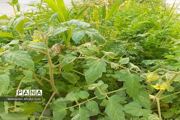 پرورش خلاقیت دانش‌آموزان در کنار پرورش گل و گیاه در چابهار