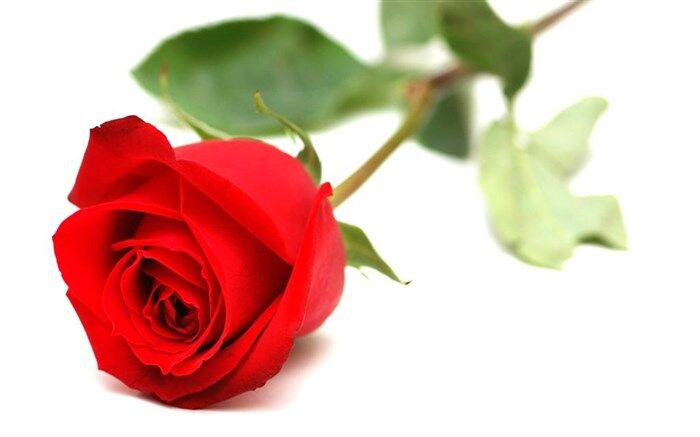 در هفته امور تربیتی، شاخه گلی برای معلم عشق