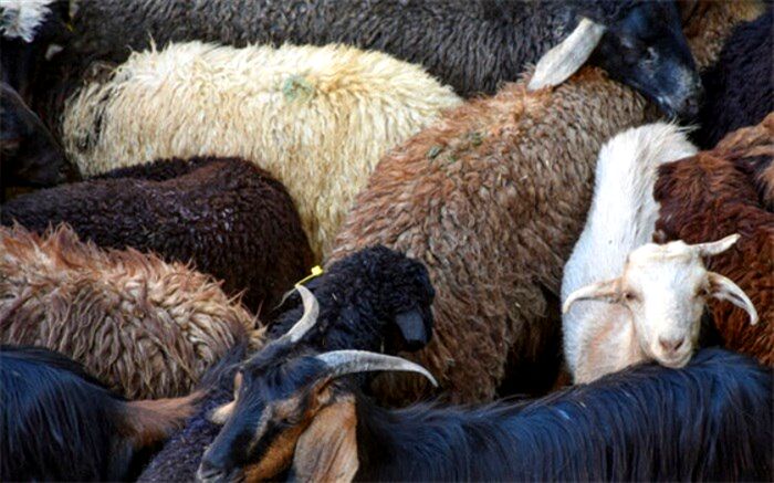 تولید ۸.۲ میلیون تن شیر در یک سال