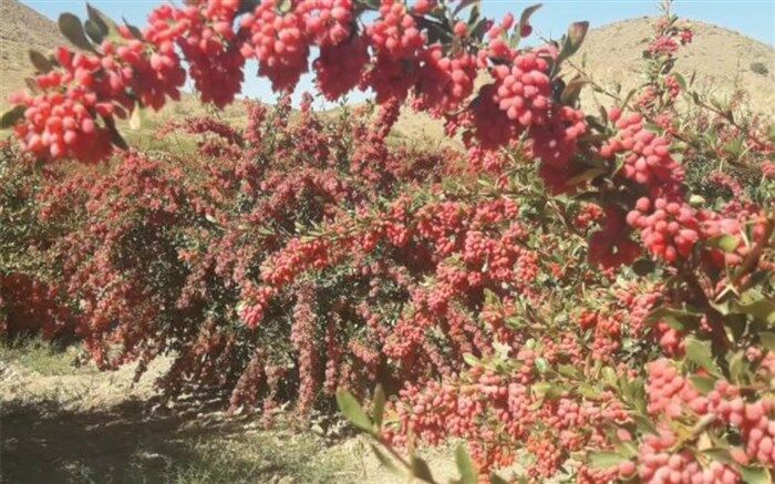 برای اولین بار کاشت زرشک در سطح 8000 مترمربع در نی‌ریز