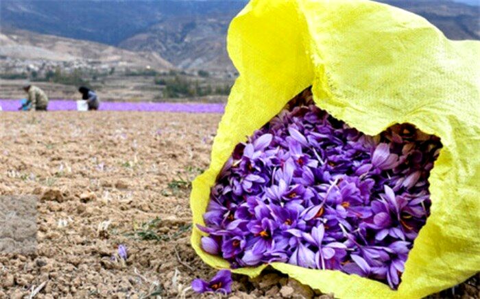 ۲۷ مهر به عنوان روز ملی زعفران ثبت شود