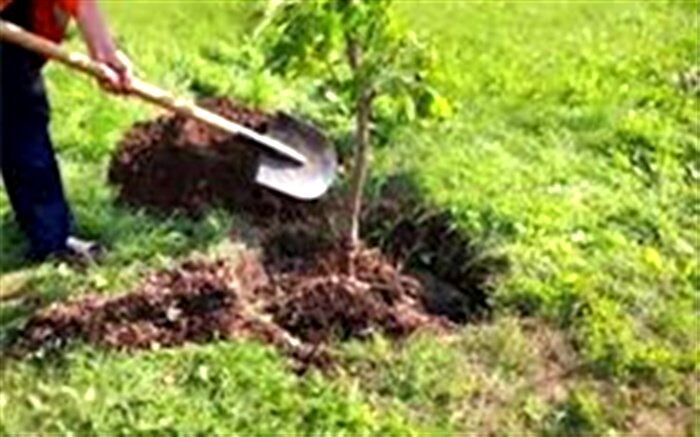 ۱۰۰ میلیون درخت مثمر تا سال ١۴٠۴ کاشته می‌شود