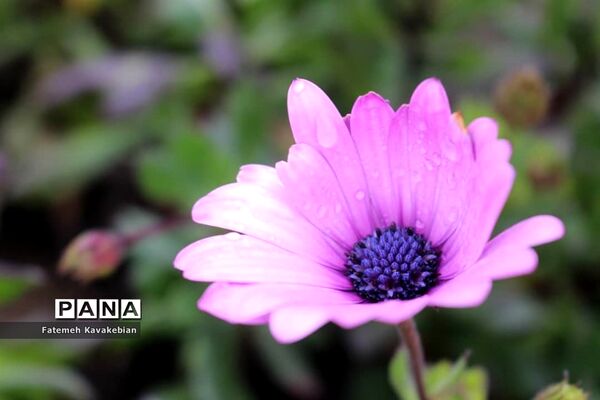 افتتاح پارک محله‌ای «مدافعان سلامت» در ساری