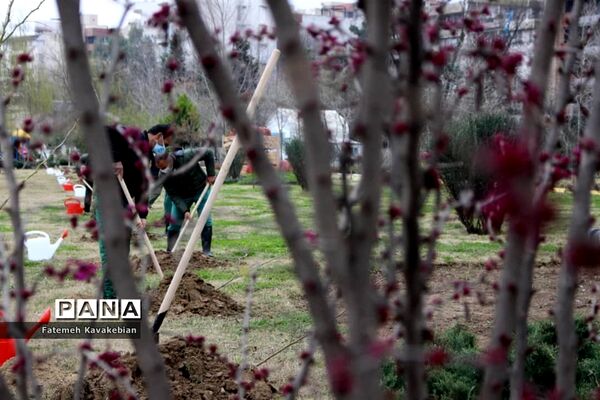 کاشت نهال به یاد زنان شهید، جانباز و آزاده مازندران