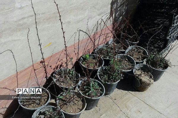 اهدای  رایگان نهال در بوستان‌های خاورشهر به مناسبت جشن تولد زمین