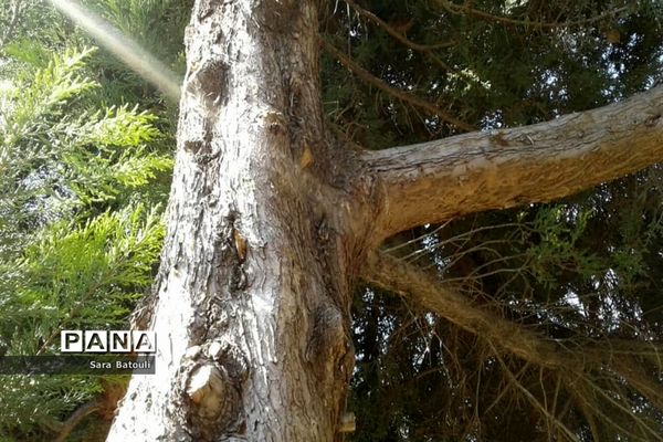 روز درختکاری در منطقه 18 شهر تهران