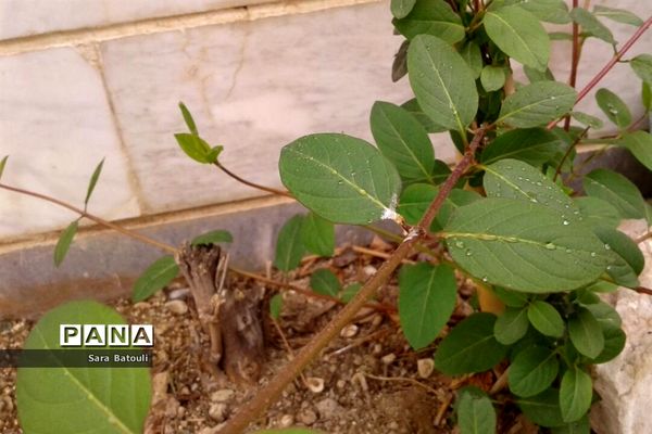 روز درختکاری در منطقه 18 شهر تهران