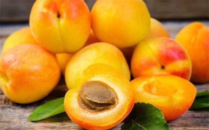 زردآلو باعث کاهش فشار خون می‌شود