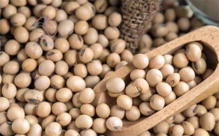 کاهش  شکستگی استخوان در زنان یائسه با مصرف سویا