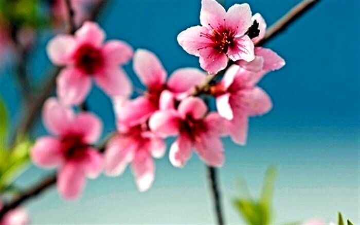 تشکیل گروه مجازی خیریه توسط معلم دماوندی