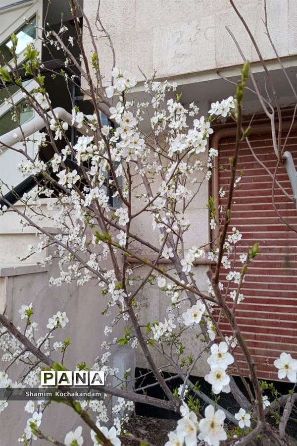 نخستین بهار قرن جدید