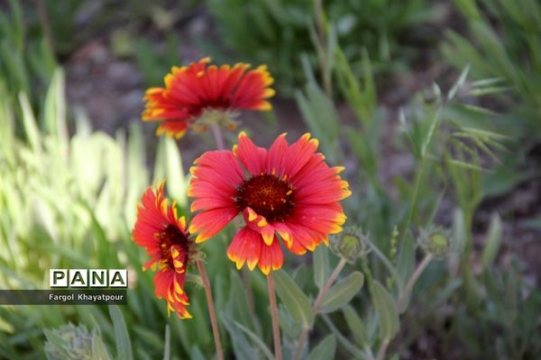 نخستین بهار قرن جدید