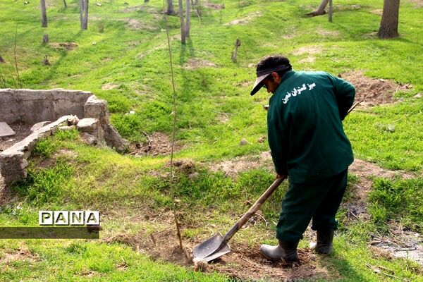 کاشت چند اصله نهال از سوی سازمان دانش‌آموزی جمهوری اسلامی