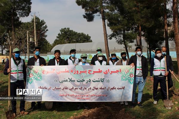 کاشت درخت سلامتی