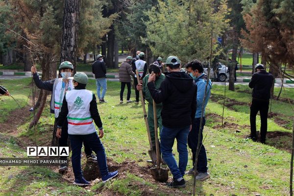 کاشت درخت سلامتی