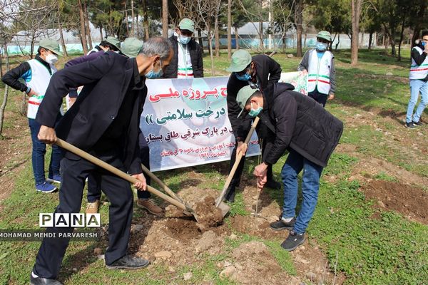 کاشت درخت سلامتی