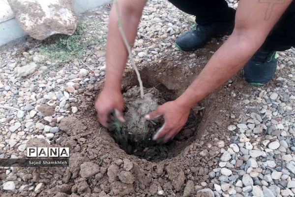 کاشت درخت  به مناسبت چهارشنبه سوری در اهواز