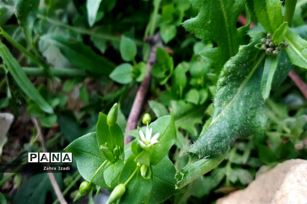 آغاز بهار طبیعت