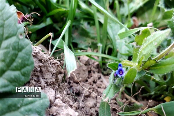 آغاز بهار طبیعت