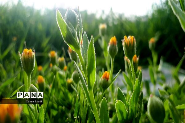 آغاز بهار طبیعت