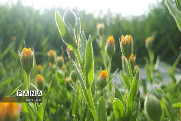 آغاز بهار طبیعت