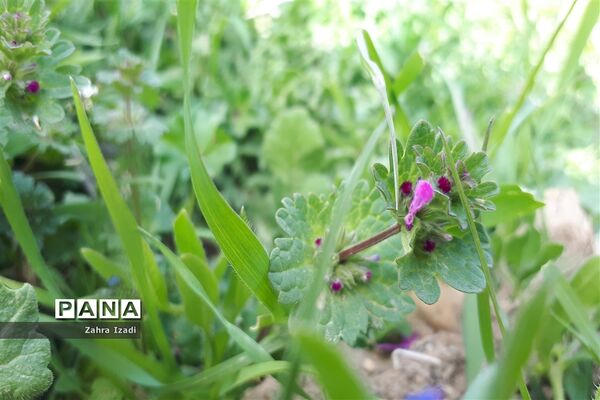 آغاز بهار طبیعت