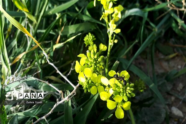 آغاز بهار طبیعت