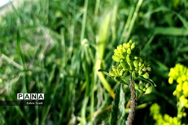 آغاز بهار طبیعت