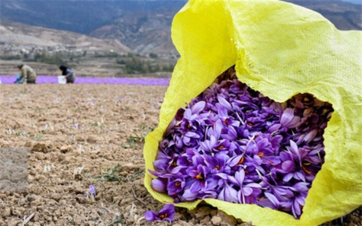 فروش کامل زعفران خرید حمایتی سال ۹۸ تمام شد