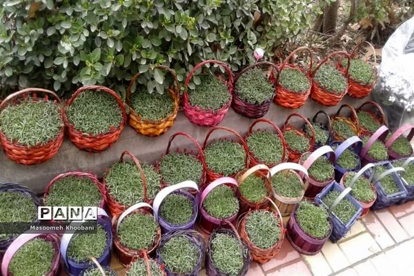 سال جدید و جوانه زدن شادی در دل مردم