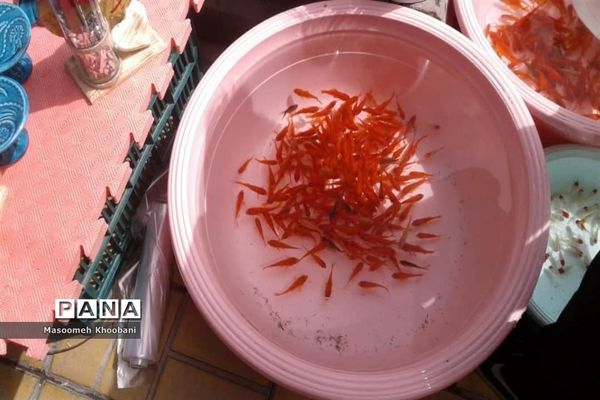 سال جدید و جوانه زدن شادی در دل مردم