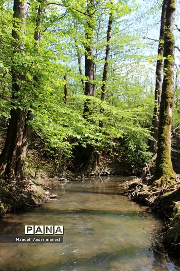 طبیعت بکر روستای کچا