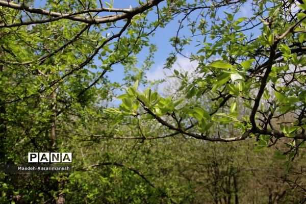 طبیعت بکر روستای کچا