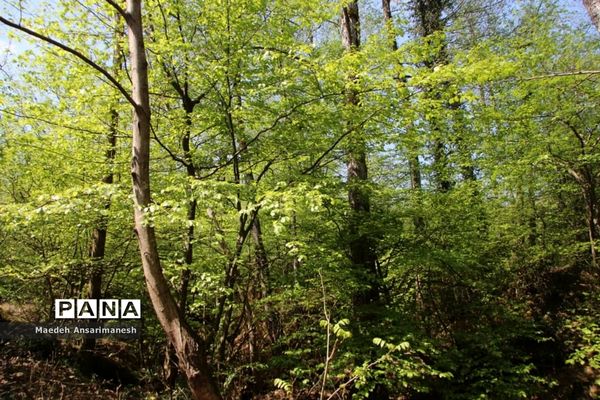 طبیعت بکر روستای کچا