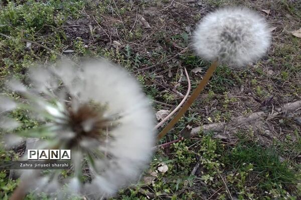 جلوه‌های طبیعت و پیدایش بهار در خاورشهر