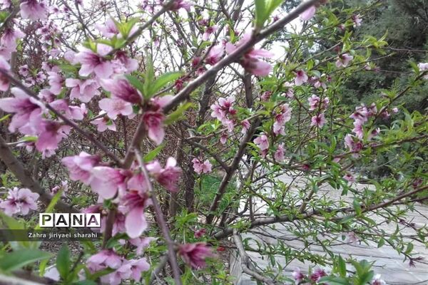 جلوه‌های طبیعت و پیدایش بهار در خاورشهر