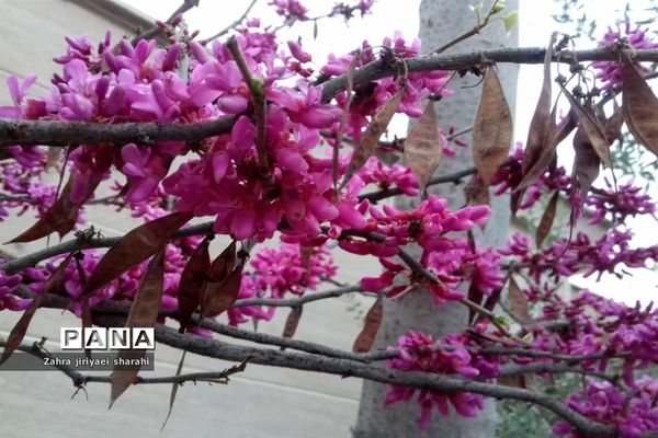 جلوه‌های طبیعت و پیدایش بهار در خاورشهر