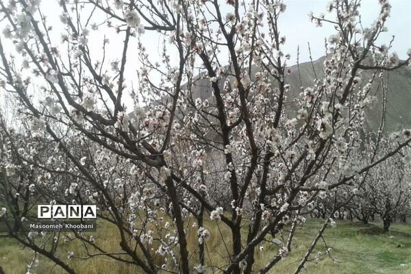 شکوفه‌هایی از جنس لبخند بهار