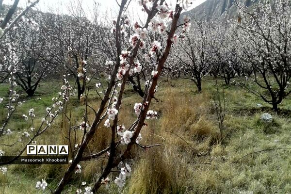 شکوفه‌هایی از جنس لبخند بهار