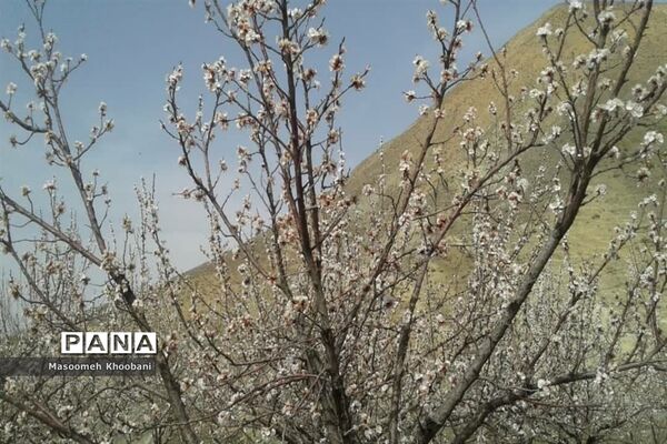 شکوفه‌هایی از جنس لبخند بهار