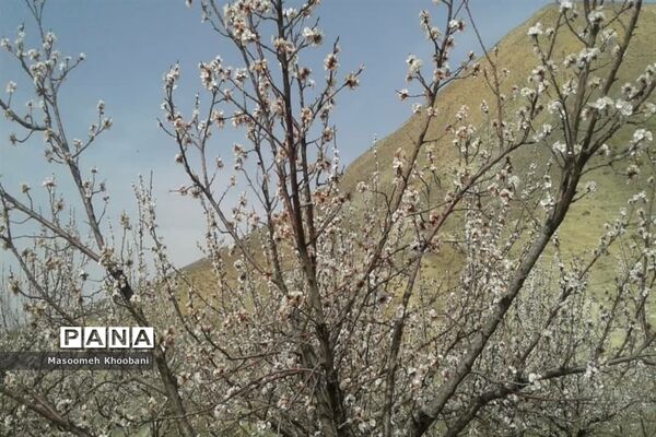 شکوفه‌هایی از جنس لبخند بهار