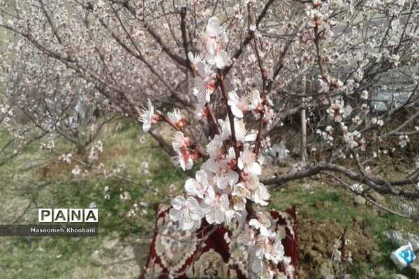 شکوفه‌هایی از جنس لبخند بهار